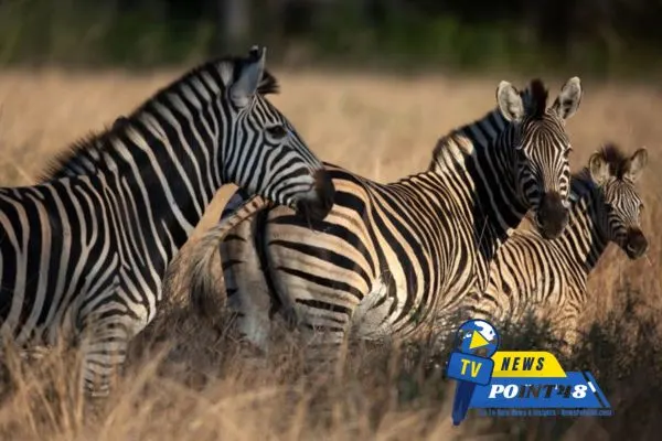 An African Park Long Silenced Returns to Roaring Life | newspoint48