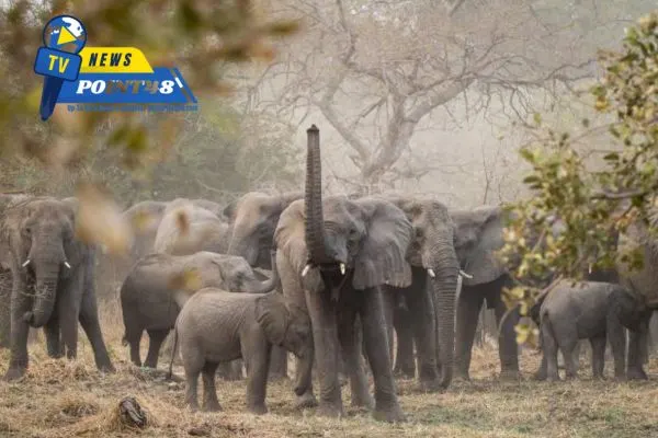 An African Park Long Silenced Returns to Roaring Life | newspoint48