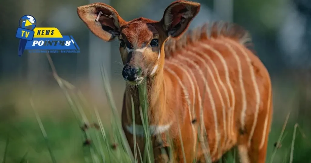 Rare Mountain Bongo Born at Chester Zoo image | Newspoint48