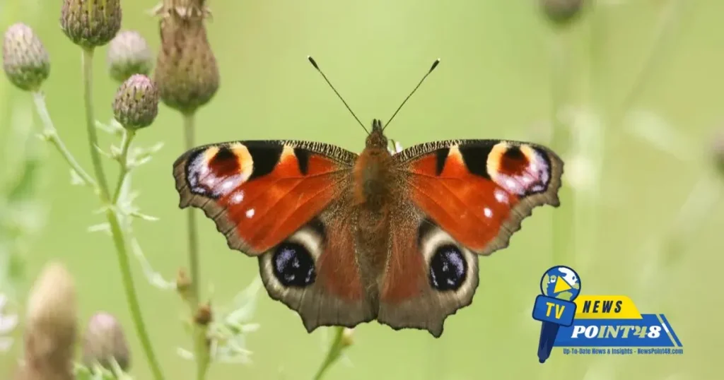 Northern Ireland Butterflies Image | Newspoint48