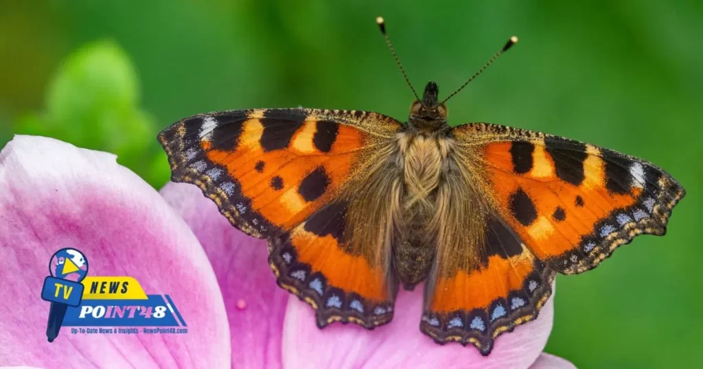 Northern Ireland Butterflies Image | Newspoint48