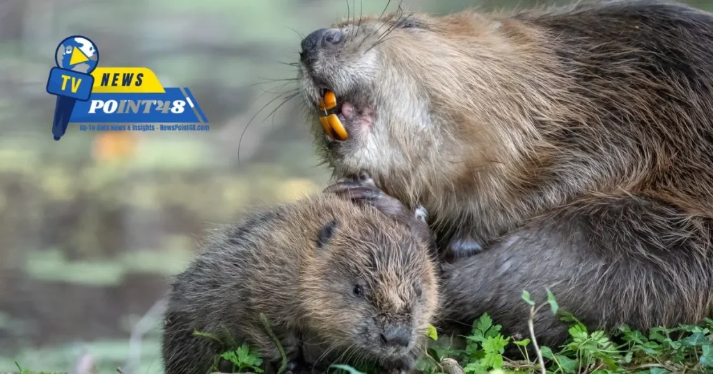 In 400 Years A Baby Beaver Born in Hampshire a Conservation Milestone