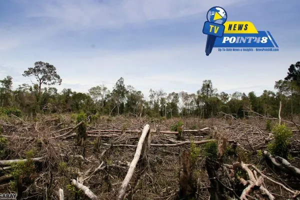 The Growth Of The Tropical Forests At Newspoint48