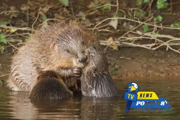 In 400 Years A Baby Beaver Born in Hampshire a Conservation Milestone