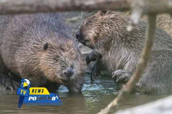 Related Here For The First Time In 400 Years A Baby Beaver Born in Hampshire a Conservation Milestone | Newspoint48