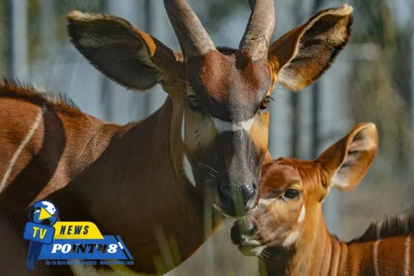 Rare Mountain Bongo Born at Chester Zoo image | Newspoint48