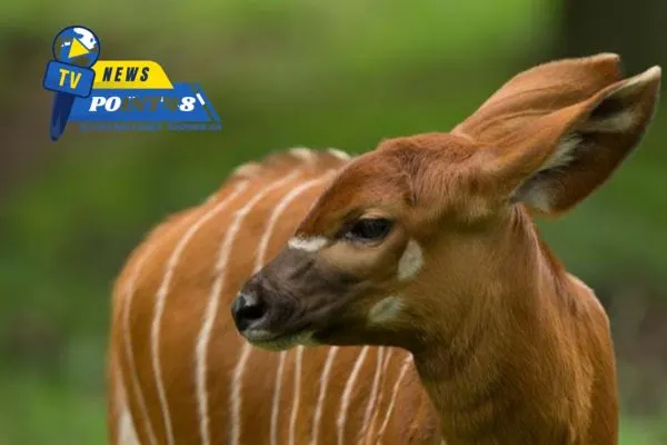 Rare Mountain Bongo Born at Chester Zoo Image | Newspoint48