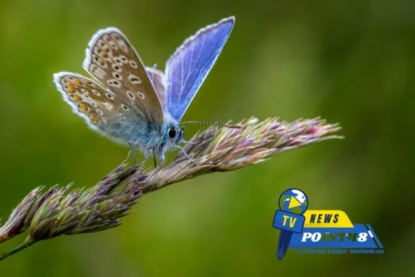 Northern Ireland Butterflies Image | Newspoint48